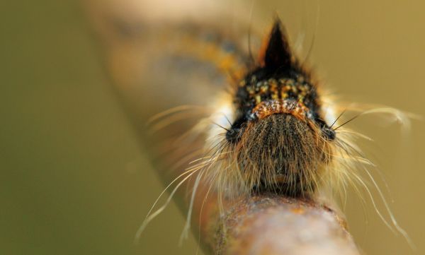 Gesicht,Natur,Fotografie,Nahansicht,Makro,Schottland