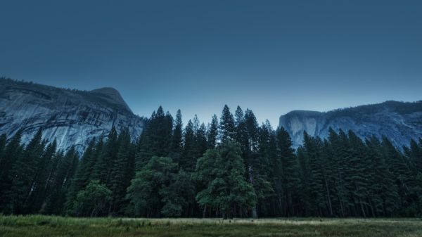 des arbres, paysage, forêt, Montagnes, colline, la nature