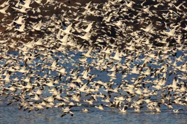 snowgeese,Снежната кула,гъски,гъска,Флокофжезе,ято птици