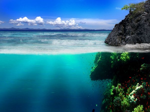 Mundo subaquático,mar,costa,Pedras,vegetação,peixe