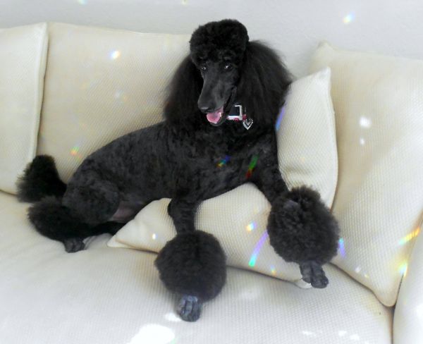 Chien comme mammifère,chien,standard poodle,Groupe de race de chien,caniche,race de chien