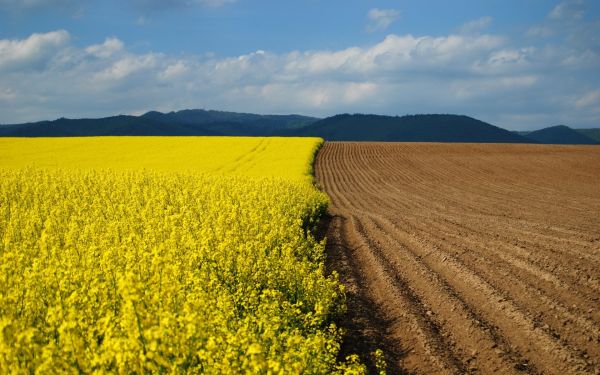 bloemen,grens,bouwland,Aarde,geel