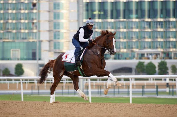 california chrome,Dubai,horse racing