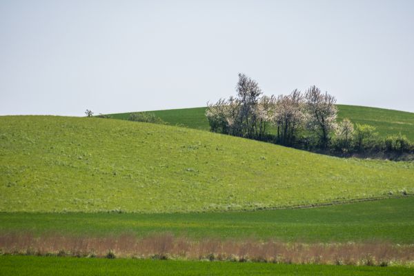 pemandangan,bukit,alam,rumput,bidang,hijau