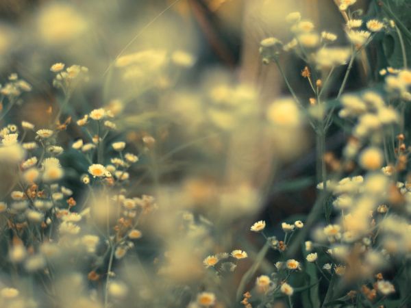 sollys, solnedgang, blomster, natur, græs, himmel