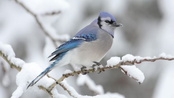 fugle,natur,sne,vinter,afdeling,dyreliv