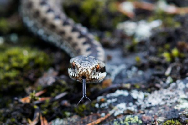 snake,closeup,adder,Jukka Holmstr m