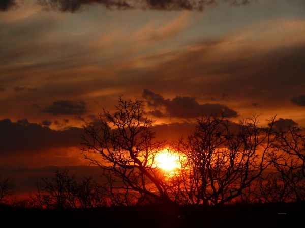 Natur,Bäume,Sonnenuntergang,Farbe,Baum,Farben