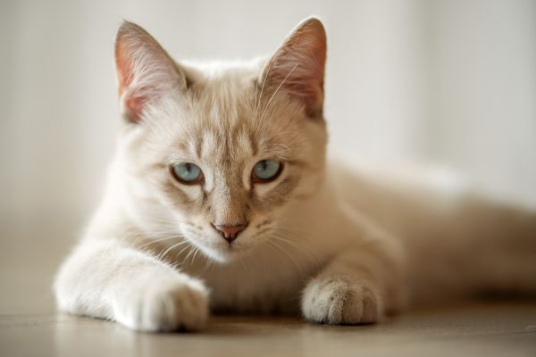 ojo,gato,ventana,Felino,Carnívoro,Gatos pequeños a medianos