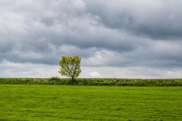 himmel,moln,himmel,träd,Utsikt,Trad