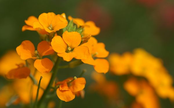 blomster,lille,orange,støvdragere