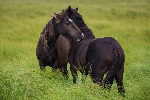 naturaleza, caballo, césped, fauna silvestre, pradera, pastar