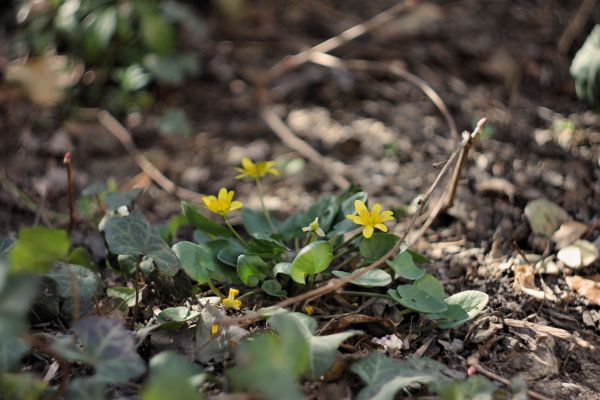 geel,bloemen,bladeren