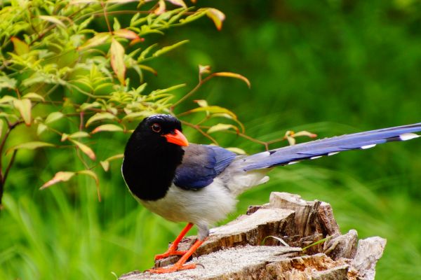 des oiseaux,la nature,faune,animaux