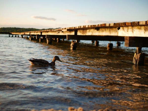 vesi,järvi,metsä,luonto,Ankka,Puola