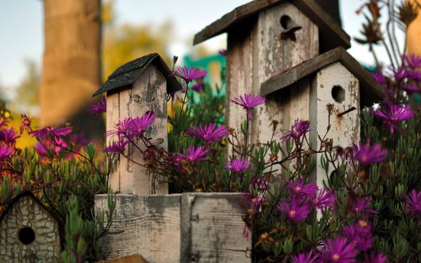 1920x1200 px,bokeh,flowers,architecture,birds,garden