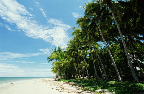 sinar matahari,laut,pantai,pantai,tropis,rimba