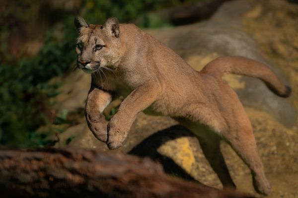 lihansyöjä,Felidae,isot kissat,liukastella,poskiparta,terrestrial animal