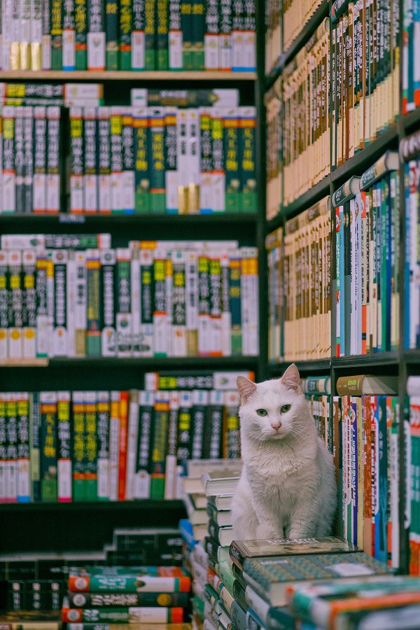 kat,groen,plank,boekenkast,blauw,schappen