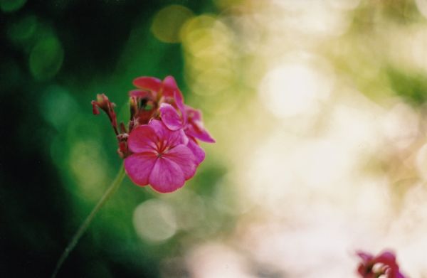 Bokeh,hoa,vườn,Fuji,Velvia,Fujifilm