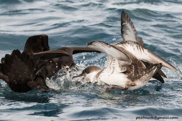 11avesclassbirds,6个地方,开普敦,greatshearwaterardennagravis,neoavessuperorder,neognathaeinfraclass