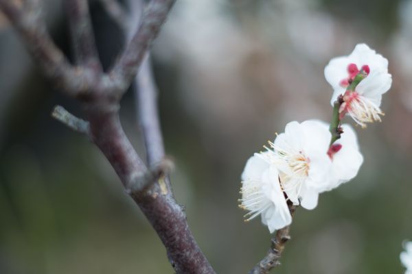 Japon,la nature,branche,fleur de cerisier,fleur,printemps