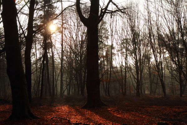 Herbst,Herfst,Осень,Lautumne,Деревьями,Бос