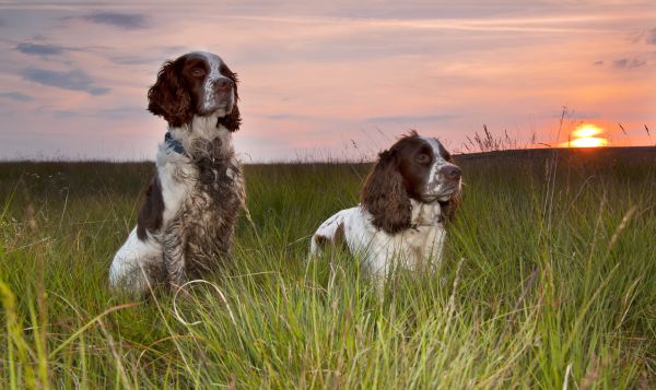 Animais,cachorro,Spaniels,mamífero,Bretanha,pradaria