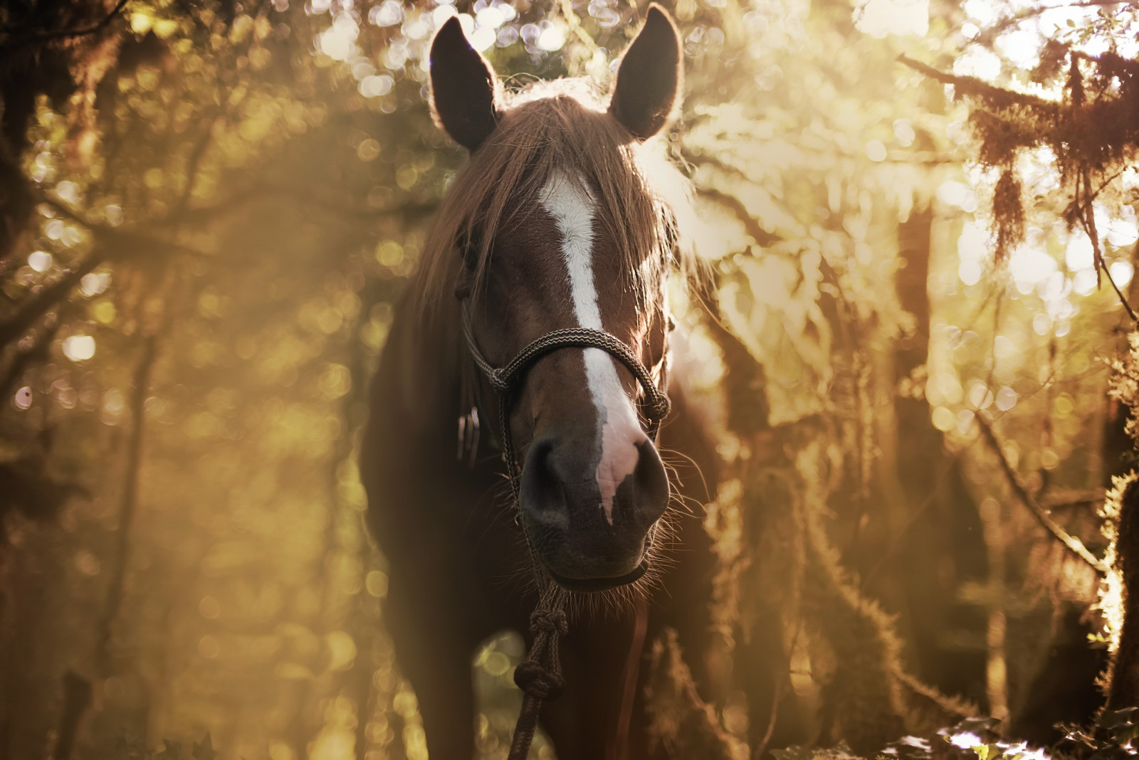 hest, plante, øje, working animal, himmel, grime, træ, hest tack, lever, hovedtøj, horse supplies, skovsyre, manke, træ, græs, Rein, snude, landskab, pack dyr, Tints and shades, husdyr, Kvist, Skov, hoppe, rekreation, lens flare, hingst, terrestrial animal, skov, græs, vinter, græsning, dyreliv, ranch, mustang hest, dyr sport, afspejling, skygge, mørke, baggrundsbelysning, ridning, hest seletøj, flok, aften, sadel, monokrom, efterår