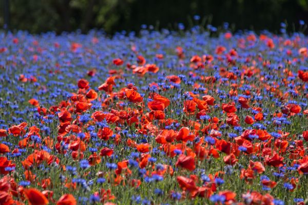 Blume,Feld,Mohn,Blomma,Kornblume,Geolocation