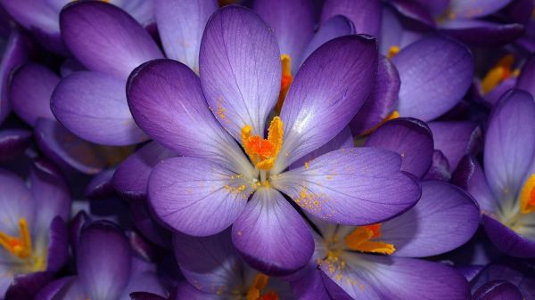 lila,blühen,Krokus,Blume,Pollen,Blütenblätter