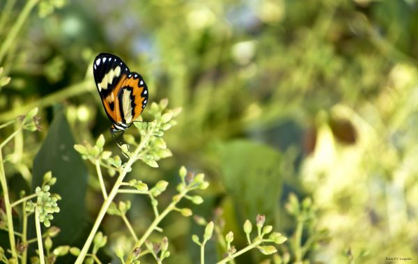 planta,Brasil,fauna,de,növényvilág,Nikon