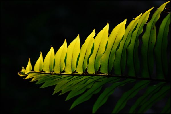 hitam, sinar matahari, taman, alam, rumput, bayangan