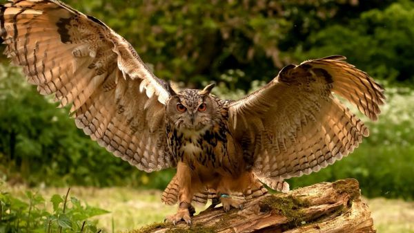 Natur,Flügel,Tierwelt,Raubvogel,Eule,Schnabel