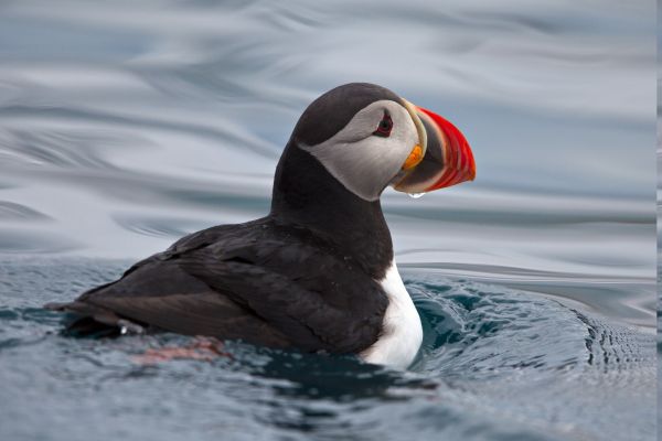 птици, животни, море, вода, природа, Puffins