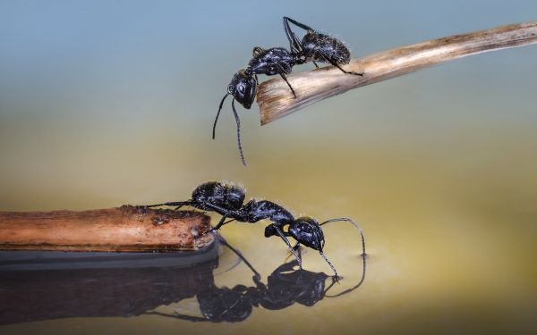 animaux, la nature, la photographie, Macro, branche, insecte