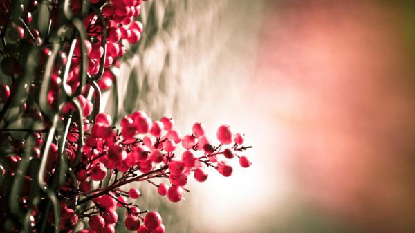 Sonnenlicht,Blumen,Natur,rot,Pflanzen,Fotografie