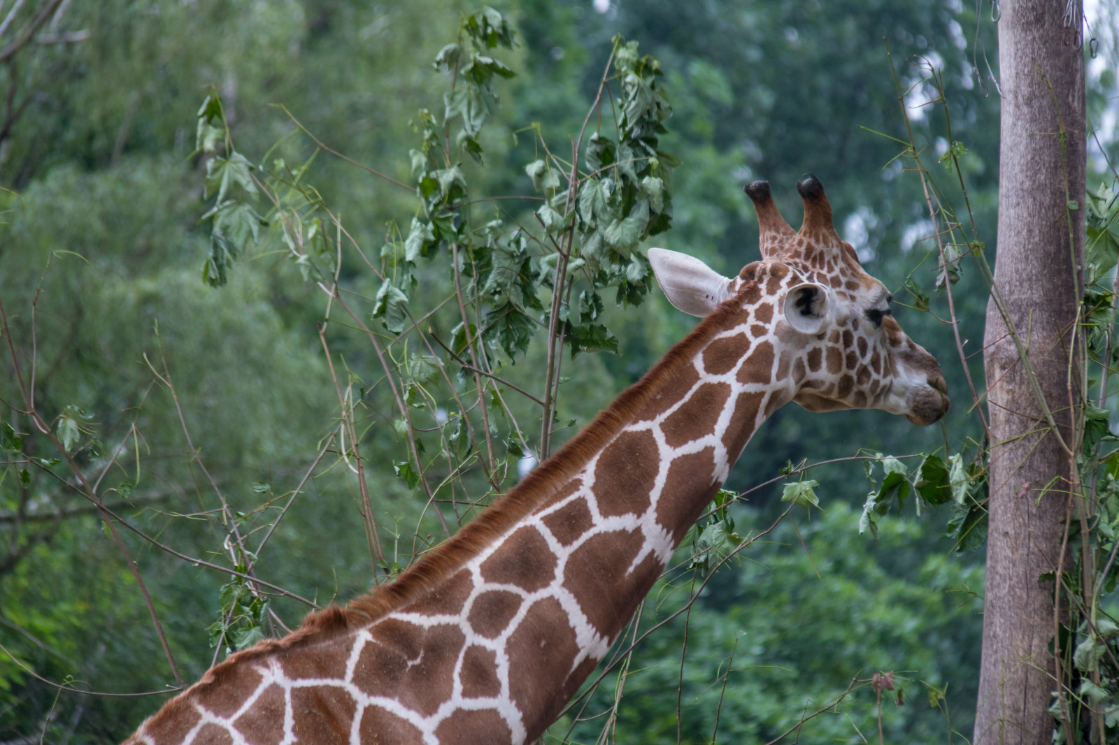 เยอรมนี, สัตว์ป่า, สวนสัตว์, เบอร์ลิน, สัตว์, djur, Tyskland, deutschland, ยีราฟ, ยีราฟ, zoologischergarten, Berlinszoo, Berlinzoo, Zooberlin, djurpark, สัตว์ป่า, สัตว์เลี้ยงลูกด้วยนม, สัตว์มีกระดูกสันหลัง, giraffidae