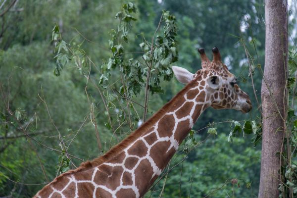 Germania, natura, Zoo, Berlino, animale, djur