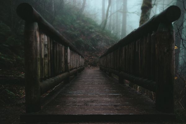 mist,nature,wood,bridge,forest