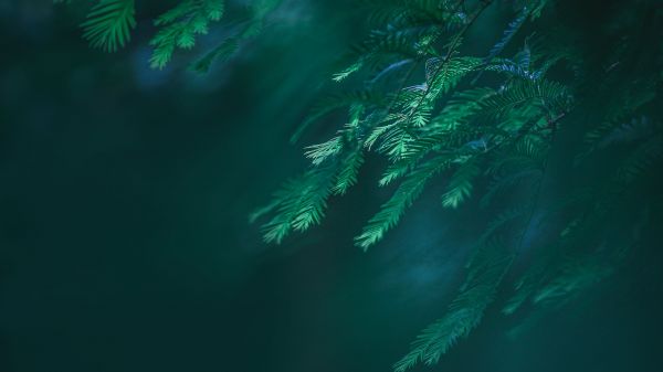 Grand Anse Beach,plants,green