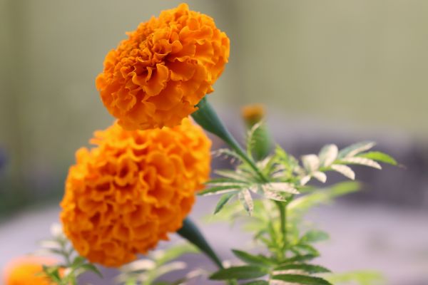 anlegg,blomst,petal,tagetes,blomstrende plante,årlig plante