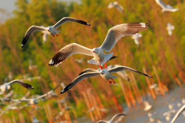 camar,burung-burung,laut,penerbangan