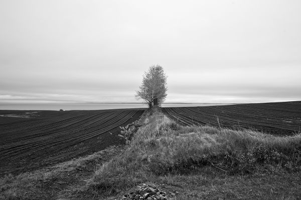 Árvores, panorama, branco, Preto, monocromático, mar