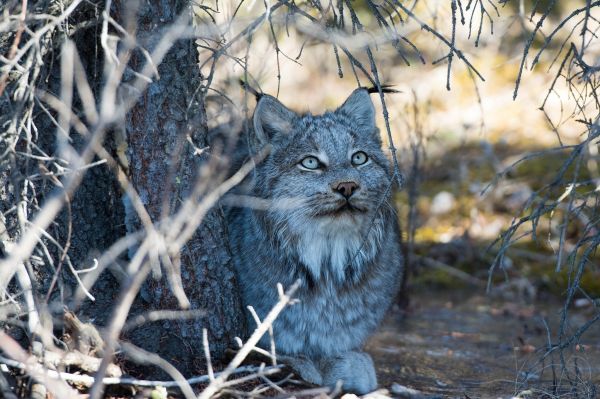 2048x1365 px,grenar,rovdjur,katt,lögner,lodjur