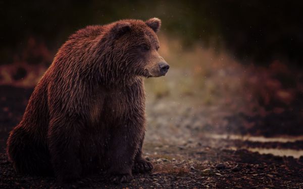 animale sălbatice,ursi,pustie,Urs grizli,urs brun,animale