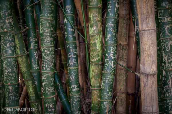 renk,Hawaii,Oahu,yaz,Nikon,bambu