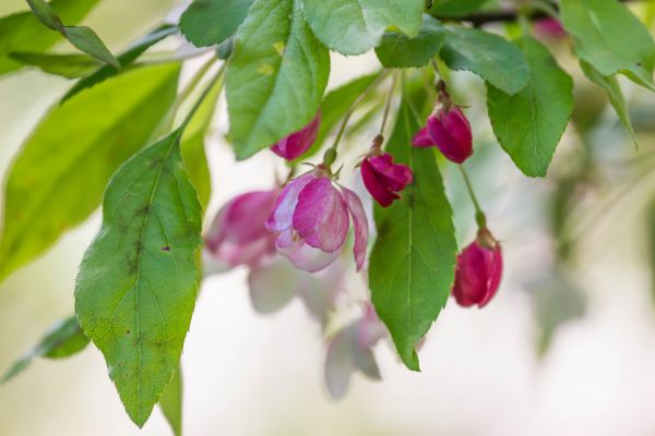 mat,gren,frukt,grön,blomma,träd