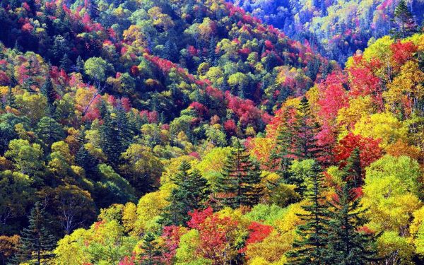 Árboles,paisaje,bosque,colina,naturaleza,cielo