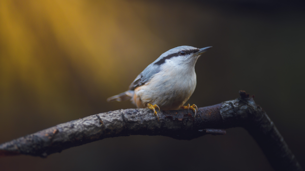 rovfugl,natur,spætmejse,fotografering,dybdeskarphed,blurry background